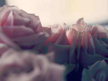 Close-up of pink roses