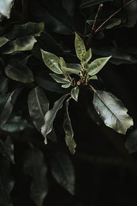 High angle view of flowering plant leaves at night