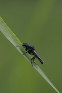 Close-up of insect on green leaf