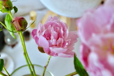 Close-up of pink rose