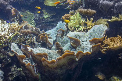 Flock of fish swimming in sea