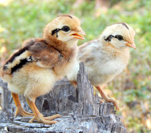 Close-up of birds perching on a wood