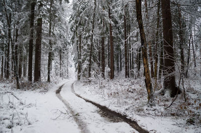 Snow covered road amidst trees in forest