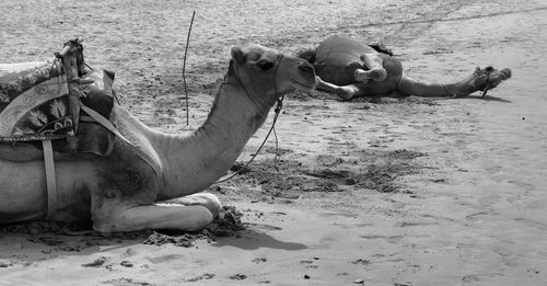 View of horse on beach