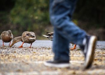 Low section of man feeding birds