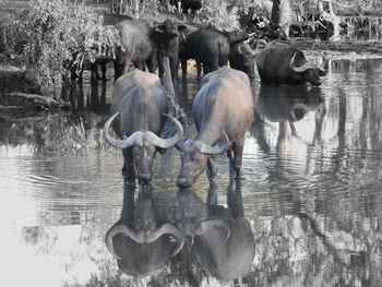Reflection of elephant in water