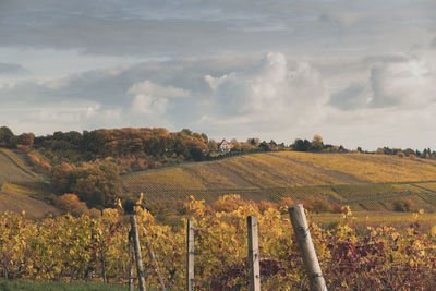 Scenic view of agricultural field against sky