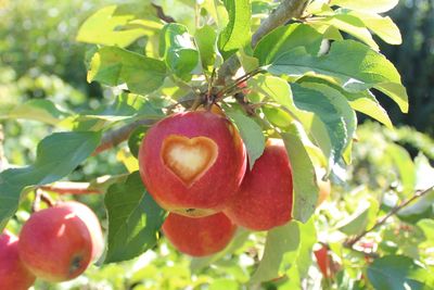 Close-up of cherries growing on tree