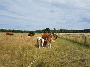 Cows grazing in field