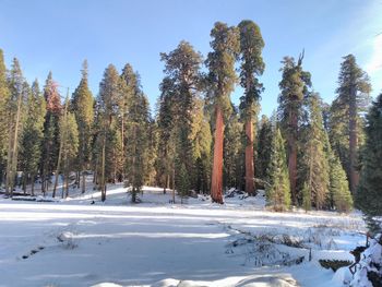 Trees in forest during winter