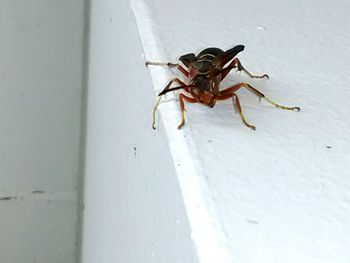 Close-up of insect