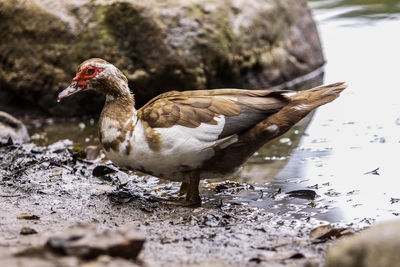 Close-up of duck on rock