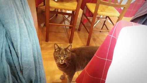 Portrait of cat sitting on chair