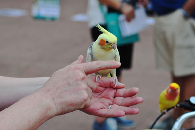 Close-up of a hand holding a bird