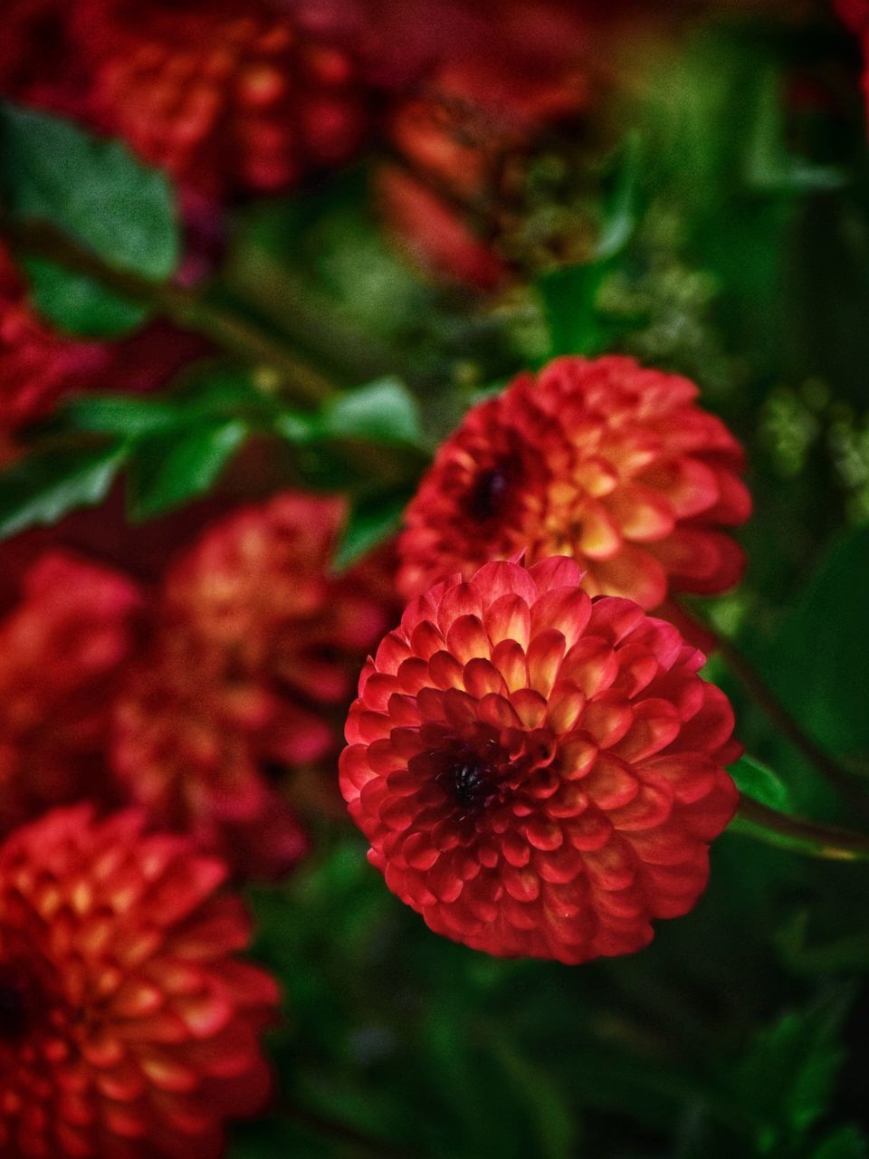 CLOSE-UP OF RED FLOWERING PLANT