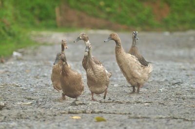 Ducks on street