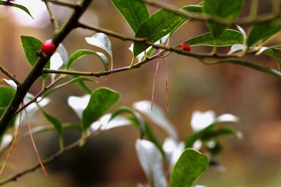 Close-up of berries growing on tree