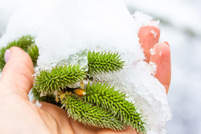 Close-up of hand holding plant during winter