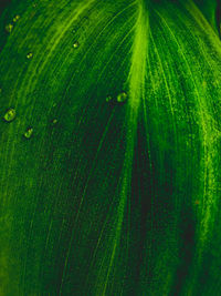 Close-up of raindrops on green leaves