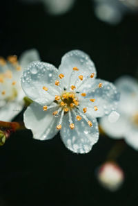 Close-up of water drops on flowering plant