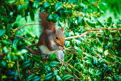 Close-up of squirrel on tree
