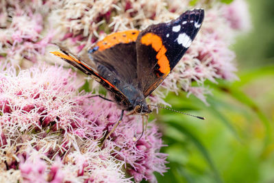 Close-up of red admiral butterfly pollinating on pink flower