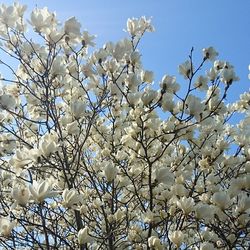 Low angle view of cherry blossoms