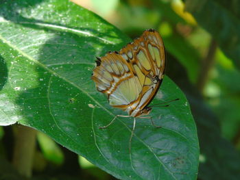 Close-up of butterfly on leaf