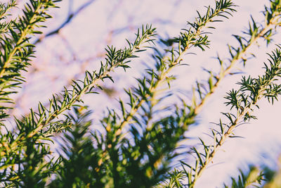 Close-up of fresh plants against sky