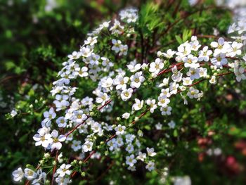 Close-up of white cherry blossoms in spring