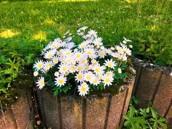 Close-up of yellow flowering plant on field