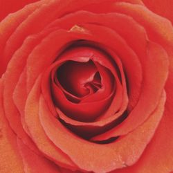 Close-up of red rose