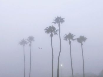 Low angle view of palm trees against clear sky