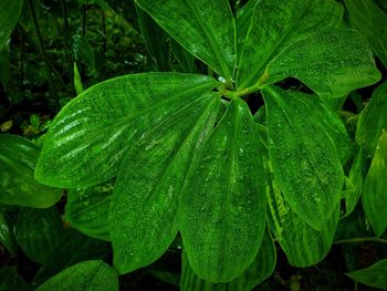 Close-up of raindrops on leaves