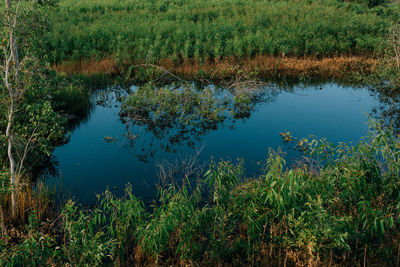 Scenic view of lake in forest