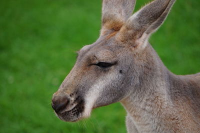 Close-up of kangaroo on field