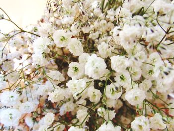 Close-up of white flowers