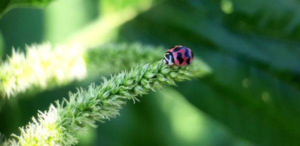 Close-up of insect on plant