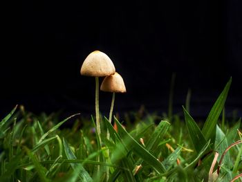 Close-up of mushrooms growing at night