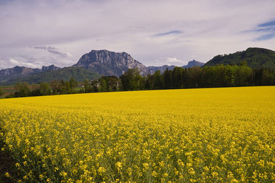 Scenic view of oilseed rape field against sky