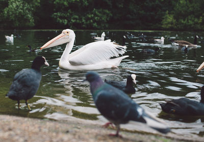 Swans swimming in lake