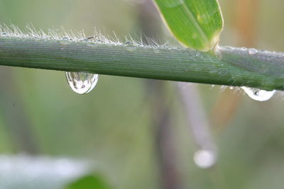 Close-up of raindrops on leaf