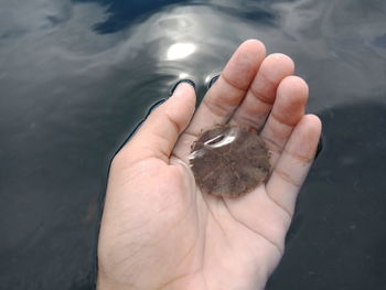 High angle view of hand holding water