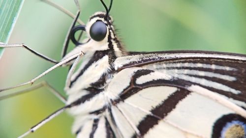 Close-up of butterfly