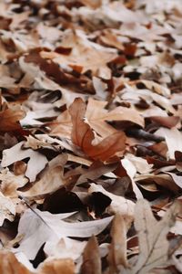 Full frame shot of dry autumn leaves