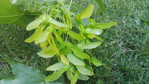 Close-up of plant growing in field