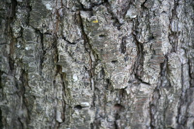 Full frame shot of tree trunk