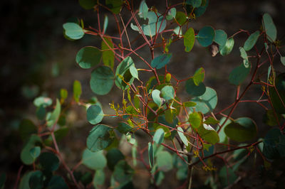 Close-up of fruit growing on tree