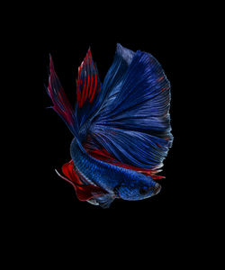 Close-up of multi colored flower against black background