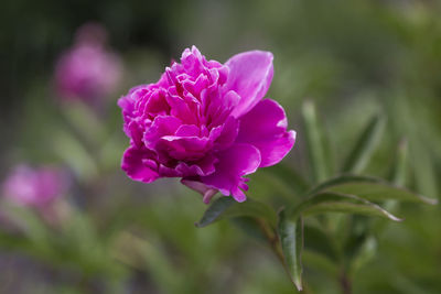 Close-up of pink flowering plant